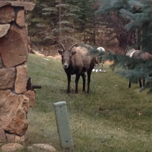 Big horn sheep graze inside and outside the park